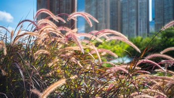 <i>Pennisetum advena</i> 'Rubrum'